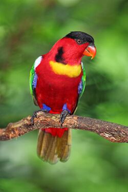 Yellow-bibbed-Lory-lorius-chlorocercus.jpg