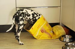 A large dog has put its head and front paws inside a large bag of dog food
