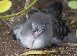 A juvenile wedge-tailed shearwater.jpg