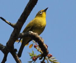 African Yellow White-eye RWD.jpg