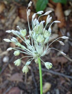 Allium oporinanthum.jpg