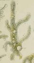 Amoeba proteus from Leidy.jpg