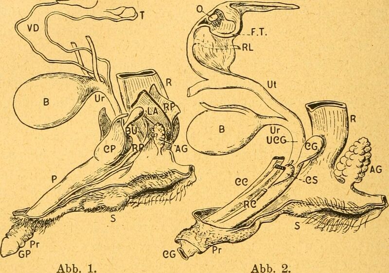 File:Anatomischer Anzeiger (1922) (18006271698).jpg