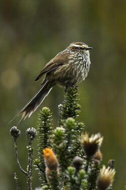 Andean Tit-Spinetail - South Ecuador S4E3047.jpg