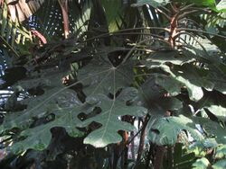 Araliaceae complex leaf, Trevesia palmata IMG 9375 (4839714335).jpg