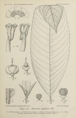 Botanical illustration of Saurauia cauliflora showing its defining characters