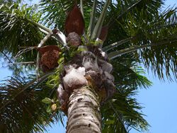 A view of the crown of a palm tree from below: Dark green leaves emerge in a radial pattern from the trunk of the tree, above old, dried leaf bases from which the leaves have been cut off. Small ferns grow on them, wedged between the old leaf bases and the trunk of the palm. Between the dried leaf bases and the green leaves there are several brown inflorescences, each of which lies below a reddish-brown bract which is larger than the inflorescence.