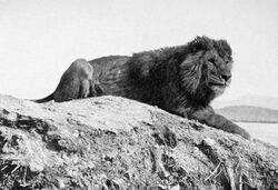 A male Barbary lion in Algeria. Photo credit: Alfred Edward Pease, 1893.[1]