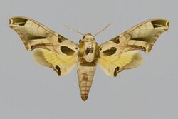 Batocnema africanus BMNHE813917 male up.jpg