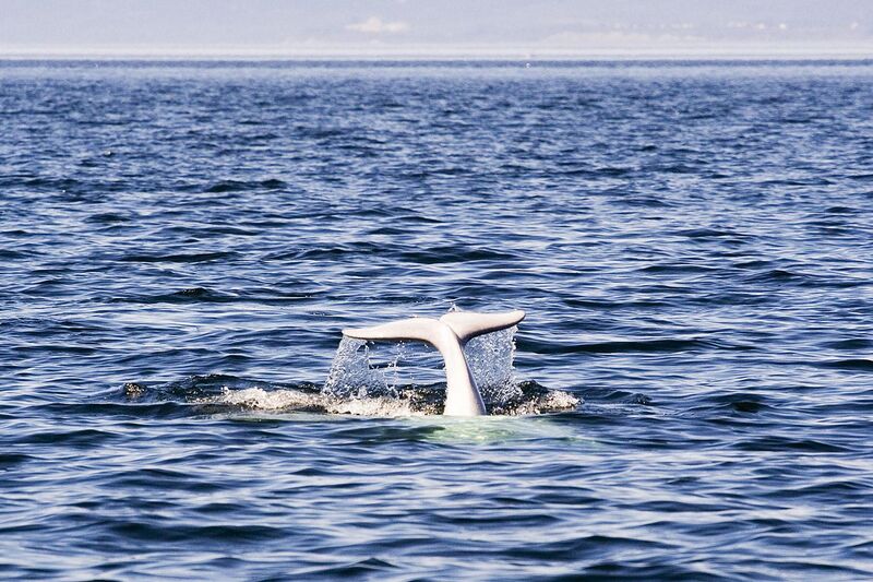 File:Beluga Whale Tadoussac Quebec Canada Luca Galuzzi 2005.jpg