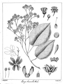 Berrya cordifolia Govindoo.jpg