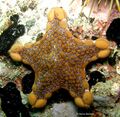 Biscuit Starfish (4416635004).jpg