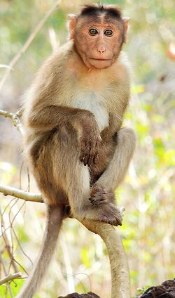 Bonnet macaque Macaca radiata Mangaon, Maharashtra, India