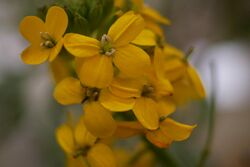 Brassicaceae Coast Sand Loving wallflower erysimum ammophilum.jpg