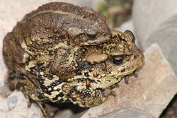 Bufo tibetanus.JPG