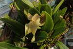Bulbophyllum grandiflorum kz01.jpg