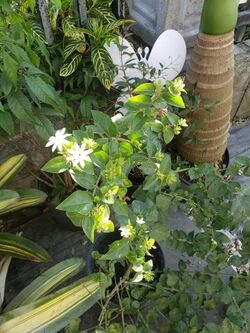 Buxus Citrifolia picture taken in Puerto Rico.jpg