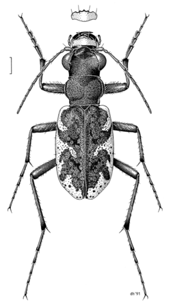 COLE Carabidae Neocicindela parryi m.png