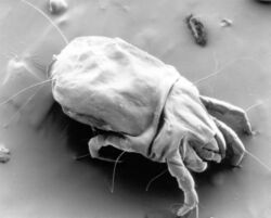 CSIRO ScienceImage 11085 A scanning electron micrograph of a female dust mite.jpg