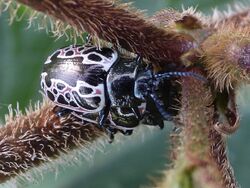 Calligrapha diversa 142679398.jpg