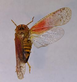 Calytoproctus fuscipennis TPopp.jpg