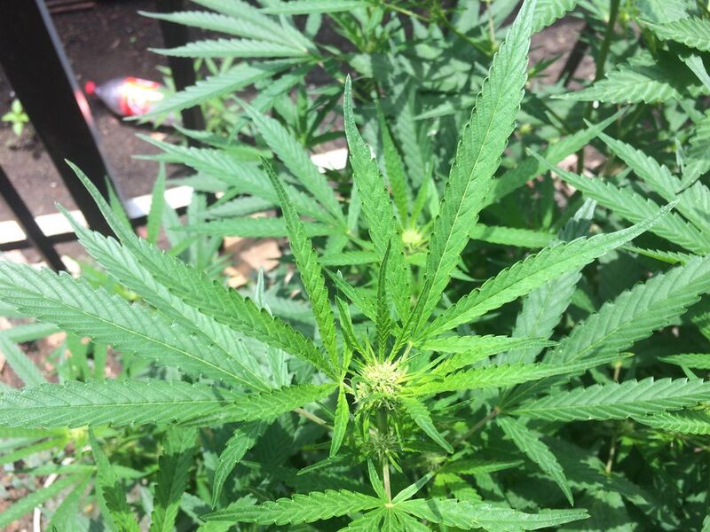 File:Cannabis Sativa tree.jpg