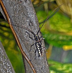 Cerambycidae - Taeniotes subocellatus-001.JPG