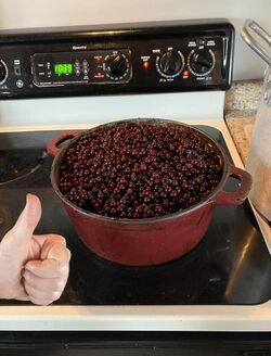 Many chokecherries in a red Dutch oven on the stove.