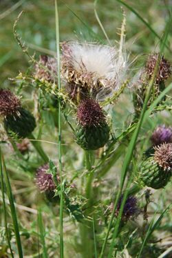 Cirsium drummondii 2.jpg