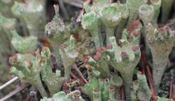 Cladonia pyxidata 01.jpg