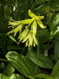 Flowers of Clintonia, an example of Medeolae