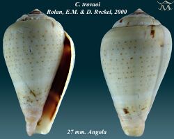 Conus trovaoi 2.jpg