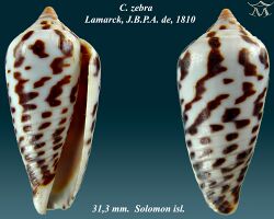Conus zebra 1.jpg