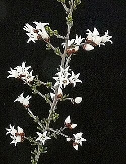 Cryptandra magniflora.jpg