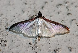 Cydalima laticostalis? (Crambidae Pyraustinae).jpg