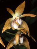 Dendrobium fleckeri Orchi 002.jpg