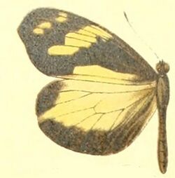 Dismorphia mirandola female.JPG