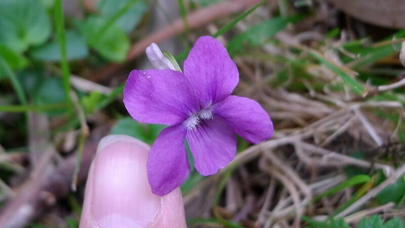 File:Dog Violet flower (16181835536).jpg