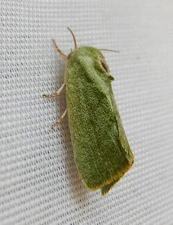 Earias insulana^ Egyptian Bollworm - Flickr - gailhampshire (2).jpg