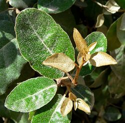 Elaeagnus x ebbingei 1.jpg