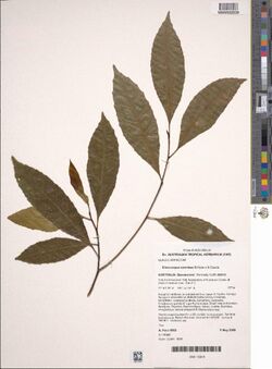 Elaeocarpus carolinae.jpg