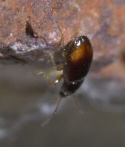 Elaphropus P1450288a.jpg