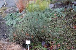 Ephedra breana - Botanischer Garten, Dresden, Germany - DSC08390.JPG