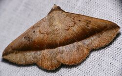 Erebid Moth (Epidromia poaphiloides) (40927321311).jpg