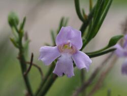 Eremophila drummondii (flower detail).jpg