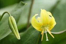 Erythronium grandiflorum 2014.jpg