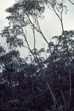 Eucalyptus saxatilis habit.jpg