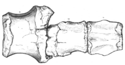 Eucercosaurus vertebrae.png