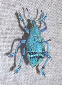 Eupholus azureus.jpg