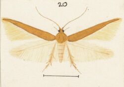 Fig 20 MA I437893 TePapa Plate-XXXII-The-butterflies full (cropped).jpg